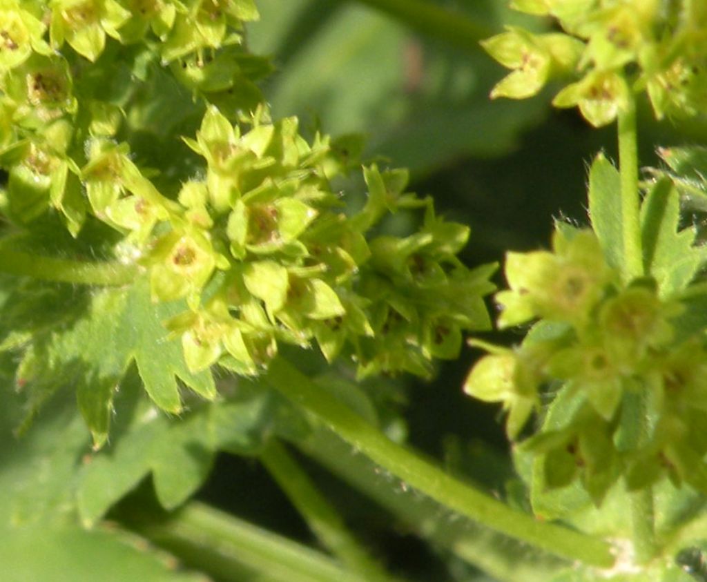 Alchemilla sp: impossibile....